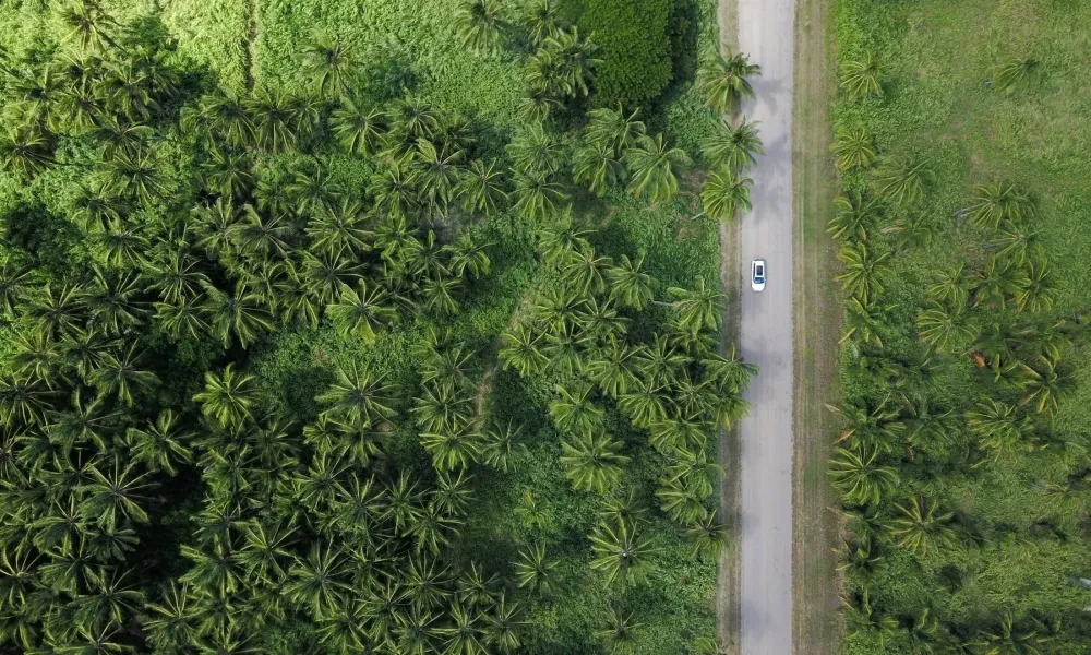 Natura: Una strada tranquilla con alberi verdi ai lati e un'auto che la percorre