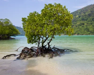 Rio Mare and WWF work together to protect mangroves