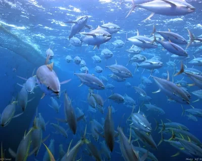 Bolton Group commits to the sustainability and traceability of its tuna supply chain