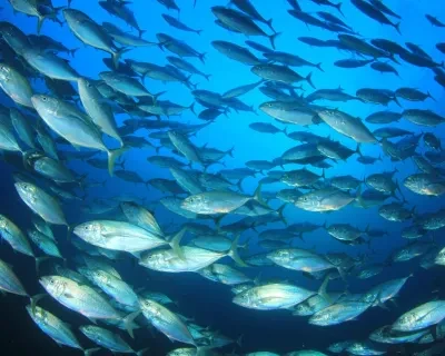 Rio Mare reaffirms its commitment to sustainable fishing and the reduction of bycatch